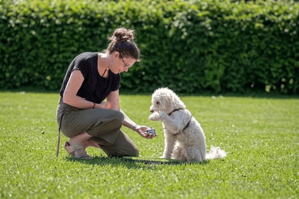 hundetrainer ausbildung atn training wiese2 1024x682 1
