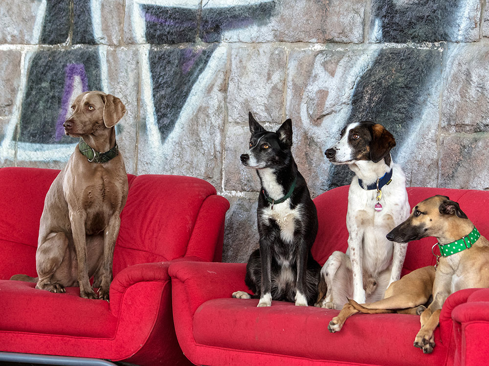 Hundeverhaltensberater Ausbildung an der ATN
