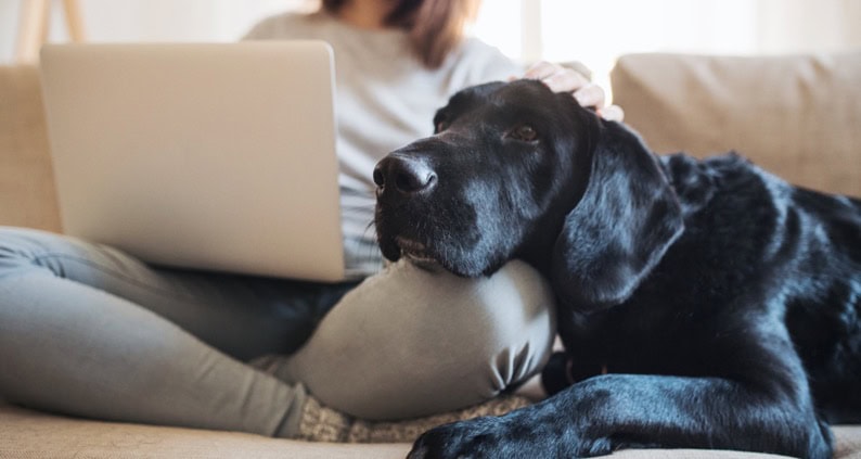 Hund lehnt sich auf dem Schoß einer Frau am Laptop an|ATN Online Magazin - Tierwohl - Rinder stehen auf Weide am See|ATN Online Magazin - Tierwohl - Rinder stehen auf Weide am See|ATN Online Magazin - Tierwohl -Titelbild Supplement Welt|ATN Online Magazin - Tierwohl -Titelbild Supplement Welt