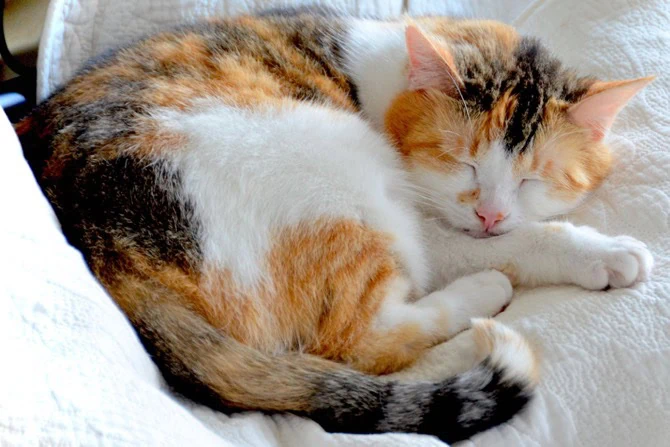 Depression und Lethargie bei Tieren schlafende Katze