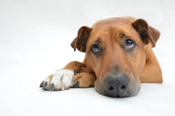 Depression und Lethargie bei Tieren trauriger Hund Portrait 670 x 447