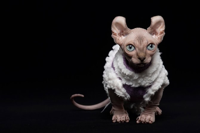 Nacktkatzen: Haarlosigkeit als Zuchtziel Elfenkatze © iStock
