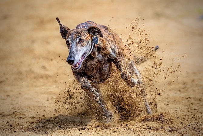 Jagd und Hund: Warum Hunde gerne jagen - Greyhound Titel|Was passiert im Kopf des Hundes bei der Jagd? – Physiologie der Jagd Mindmaß . Gehirnregionen