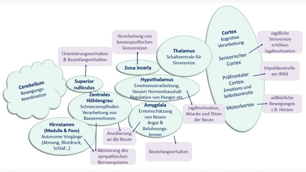 Was passiert im Kopf des Hundes bei der Jagd? – Physiologie der Jagd  Mindmaß . Gehirnregionen, welche beim Jagdverhalten eine Rolle spielen