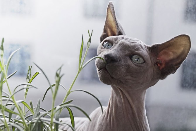 Nacktkatzen: Haarlosigkeit als Zuchtziel Titelfoto|aarlosigkeit-als-Zuchtziel-Tasthaare-am-Kopf-©Loesche||Nacktkatzen: Haarlosigkeit als Zuchtziel Putzverhalten ©Lösche