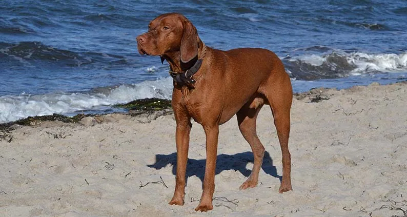 ATN Akademie Online Magazin - Magyar Viszla Rüde am Strand.|ATN Akademie Online Magazin - Angstaggression. Kleiner Hund schaut aggressiv.|ATN Akademie Online Magazin - Hand des Herrchens liegt auf dem Kopf des Hundes.|ATN Akademie Online Magazin - Säugende Hündin. Zwei Welpen saugen an der Mutter Auf einer Grünfläche.|ATN Akademie Online Magazin - Mensch-Hund-Beziehung. Hund und frau geben sich Hand und Pfote beide sehen glücklich und vertraut aus.|ATN Akademie Online Magazin - Streitende Hunde. Zwei Hunde die streiten der eine hat sein maul offen und bellt und der andre läuft weg.|ATN Akademie Online Magazin - Aggressive Hunde. Ein großer schwarzer Hund steht gegenüber eines kleinen orangen Hund.|ATN Akademie Online Magazin - Ängstlicher Welpe liegt in höheren Graß.|ATN Akademie Online Magazin - Hundefreunde. Zwei Hunde sind abgebildet die sich beschnüffeln der eine Hund steht und der andere liegt. Beide Hunde sind weiß.|ATN Akademie Online Magazin - Zwei Hunde kommen laufend aus Wasser der eine hat einen Ball im Mund.|ATN Akademie Online Magazin - Vier Hunde sitzen nebeneinander in einer reihe von groß nach klein.|ATN Akademie Online Magazin - Magyar Viszla Rüde am Strand.