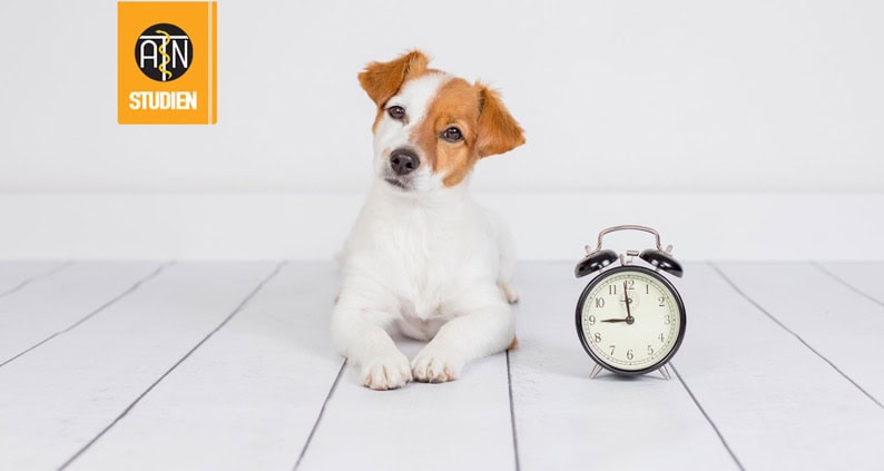 Hund liegt auf Boden und ein Wecker steht neben ihm|Collage-Fotos-Bello-Studie-|Bello-Studie-Auswertung-670x447-1|Bello-Studie-zwei-Hunde-im-Bett-670x447-1|Bello-Studie-Praxisbezug-670x447-1|