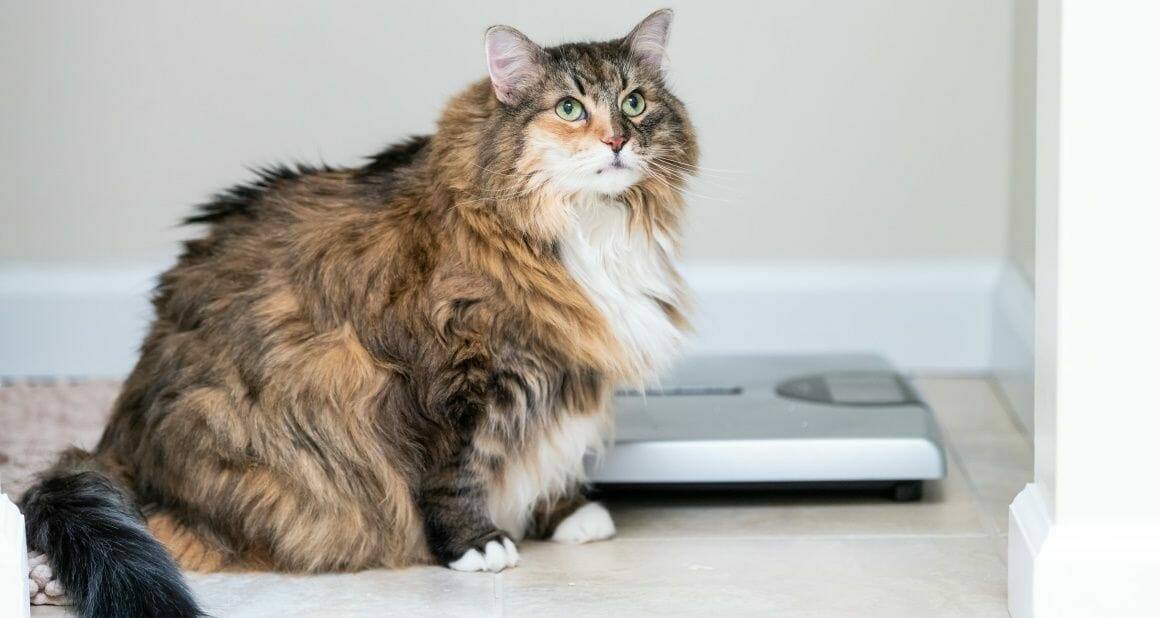 Abnehmtipps für übergewichtige Katzen|Die meisten Katzen mögen Kartons sehr|Erhöhter Futterplatz der schlankeren Katze|Erhöhter Futterplatz der schlankeren Katze|Dozenten und Autoren ATN - Autorin Birgit Roedder