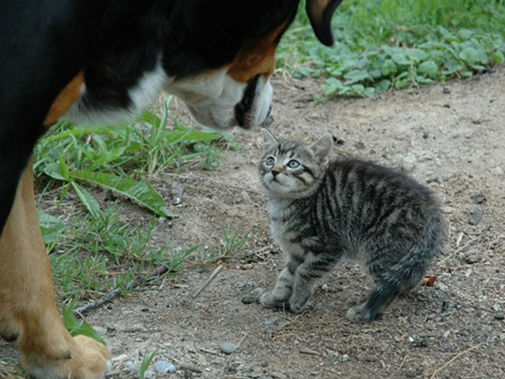 Ausdrucksverhalten - wie bei dieser ängstlichen Katze - gehört zum Lerninhalt der Tierpsychologie Ausbildung