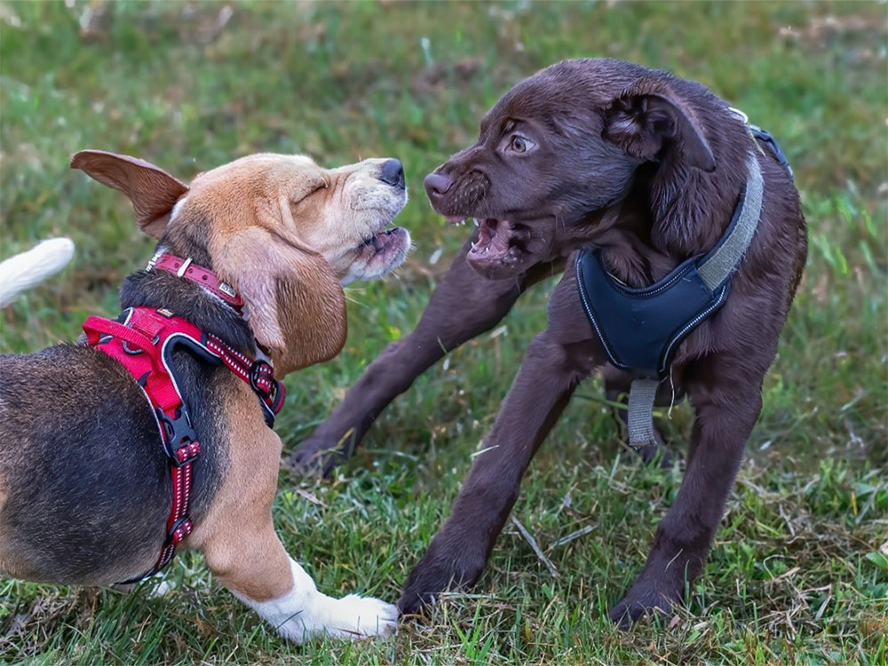 Ursachensuche als Tätigkeitsfeld des Tierpsychologen, wie bei Aggressionen zwischen zwei Hunden