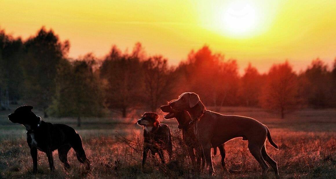 Antijagdtraining beim Hund – Anzeigen von Wild|Dozenten und Autoren ATN - Autorin Maria Ebeling