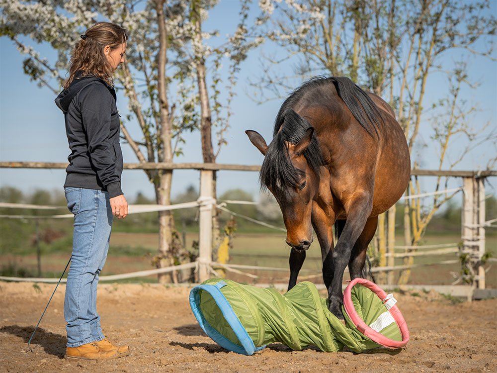 Lernen ohne Druck ist auch für dieses braune Pferd beim Antischrecktraining mit dem Rascheltunnel wichtig