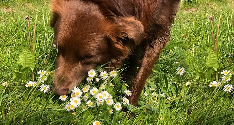 ATN Online Magazin - Australian Shepherd im Schnüffelspiel