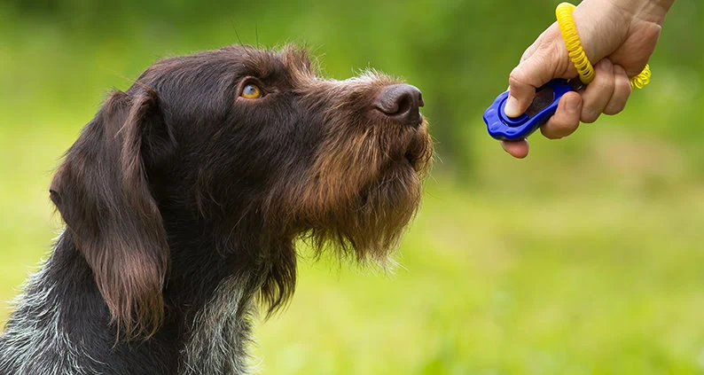 ATN Online Magazin - Clickertraining mit Jagdhund
