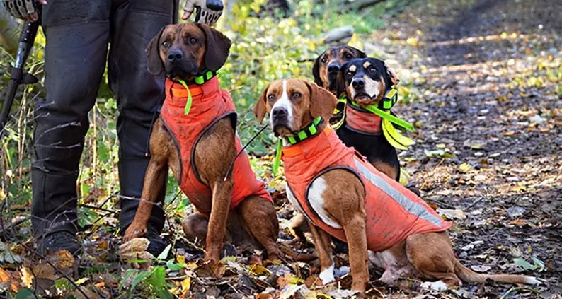ATN Online Magazin - Jagdhunde mit Elektrohalsband