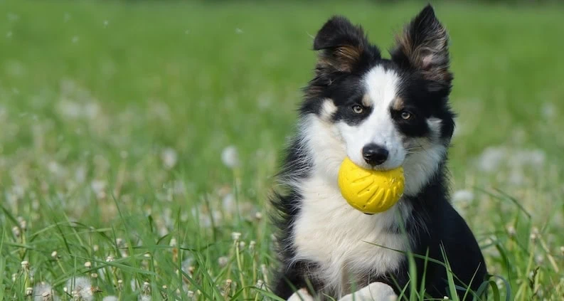 Nicht alle Hütehunde haben ein normales Risiko, zum Balljunkie zu werden
