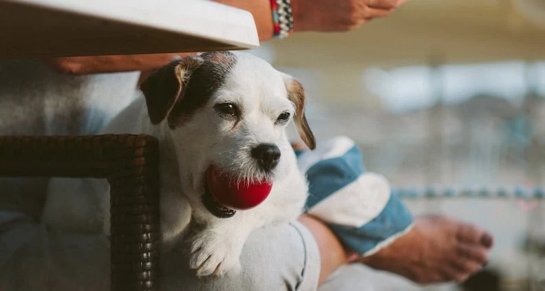 Balljunkie Terrier