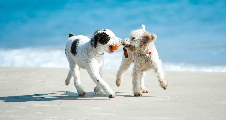 ATN Magazinartikel Balljunkie zwei Hunde laufen mit einem Ball im Maul am Strand herum. Spielende Hunde am Strand