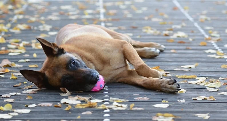 Balljunkie Malinois