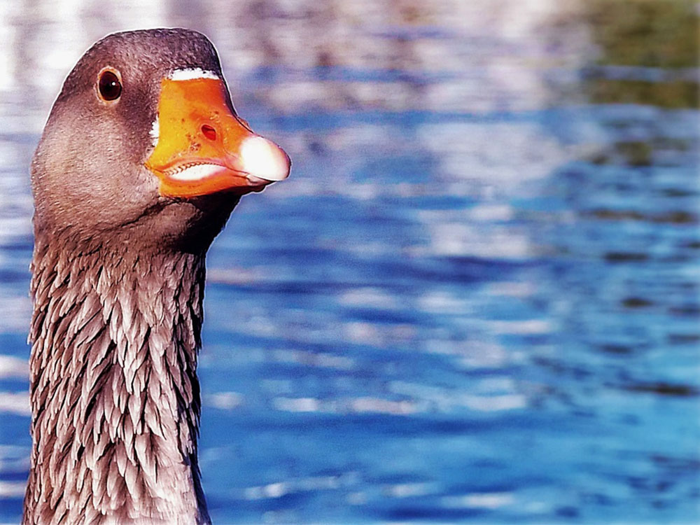 Achtsamer Umgang mit der Natur wie mit dieser Gans am Wasser