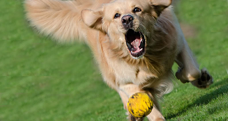 ATN Akademie Online Magazin - Balljunkie Retriever. Hund der mit offenen Mund einen ball hinterher läuft auf einer Wiese.|ATN Akademie Online Magazin - Balljunkie Jack Russell Terrier. Hund läuft im Wasser mit einen gelben Ball im Maul.|ATN Magazinartikel Balljunkie zwei Hunde laufen mit einem Ball im Maul am Strand herum. Spielende Hunde am Strand