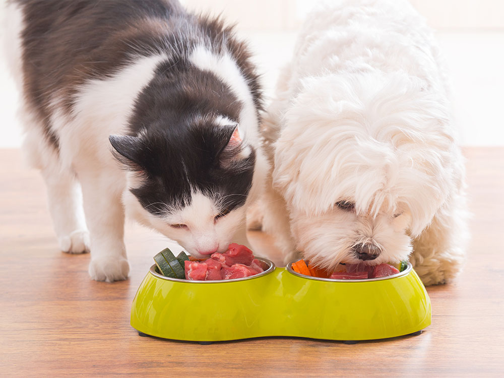 Hund und Katze fressen gemeinsam eine ausbalancierte Futterration aus einem grünen Doppelfutternapf