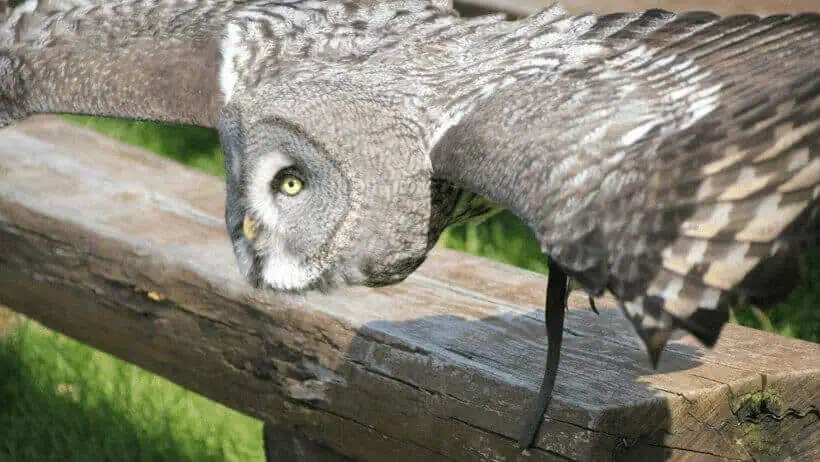 Bartkauz im Tiefflug
