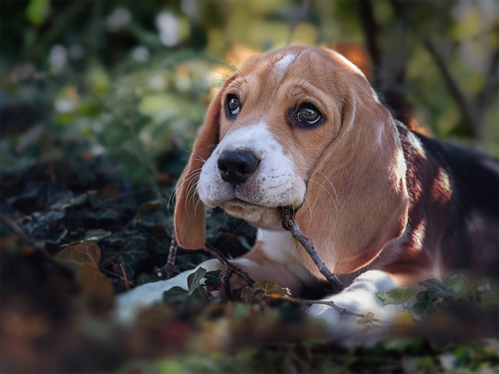 Hundeverhalten mit der spezialisierten Software Argos detailliert erfassen und analysieren