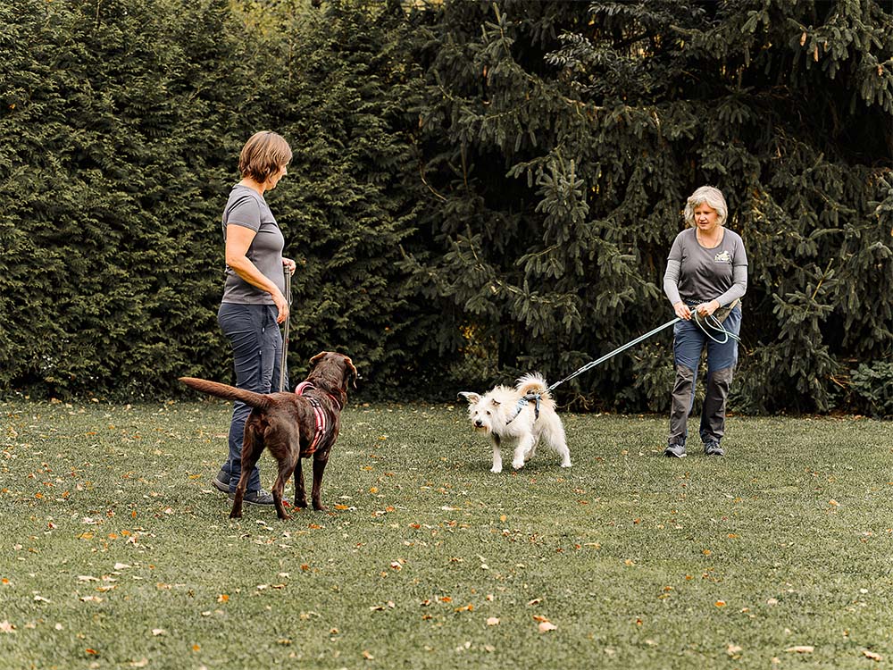 Zwei Hunde begegnen sich an der Leine im Rahmen einer realen Trainingssituation in der Hundetrainer Ausbildung