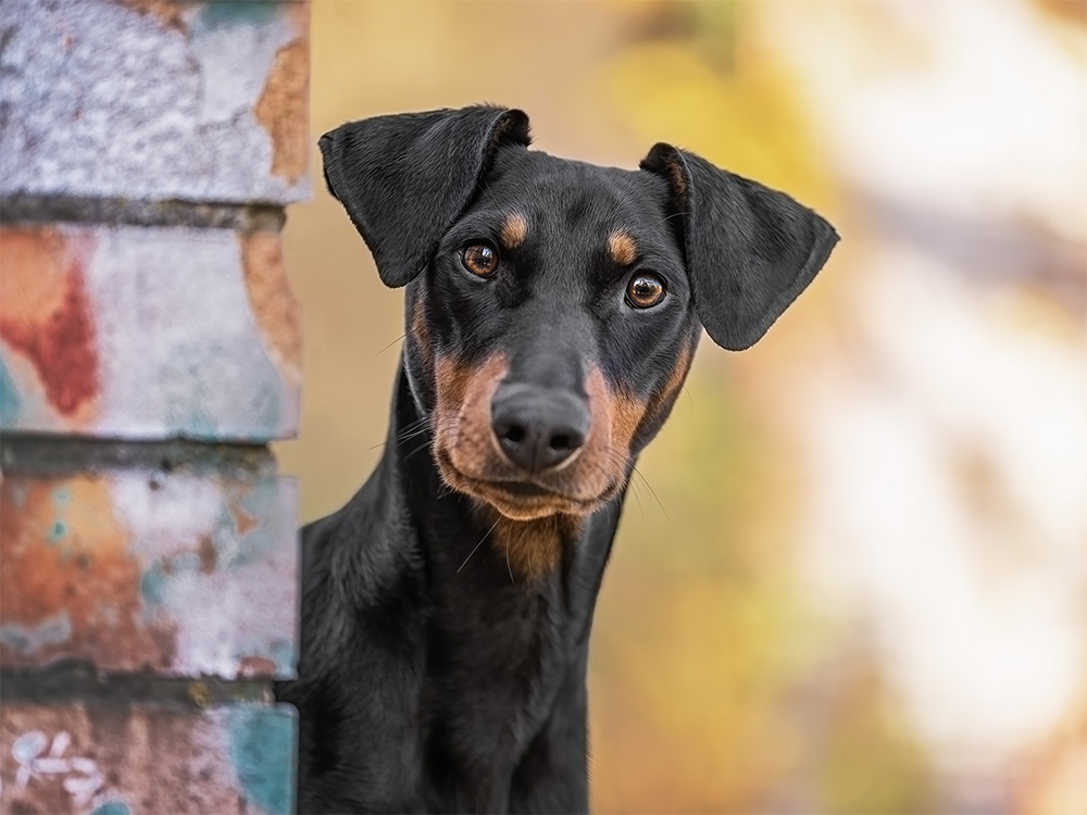 Kaufmännisches Wissen für den Start in die Selbstständigkeit als Hundetrainer