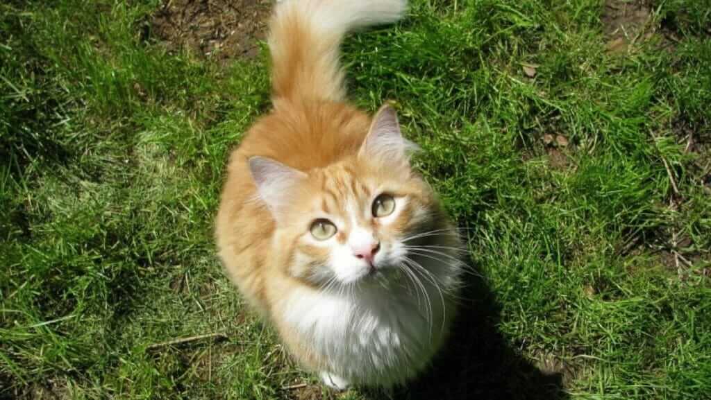 Das 10-Leckerchen-Spiel für Katzen|Katzen Pause|Pfötchen geben bei Katzen|Dozenten und Autoren ATN - Autorin Anne-Katrin Mausolf