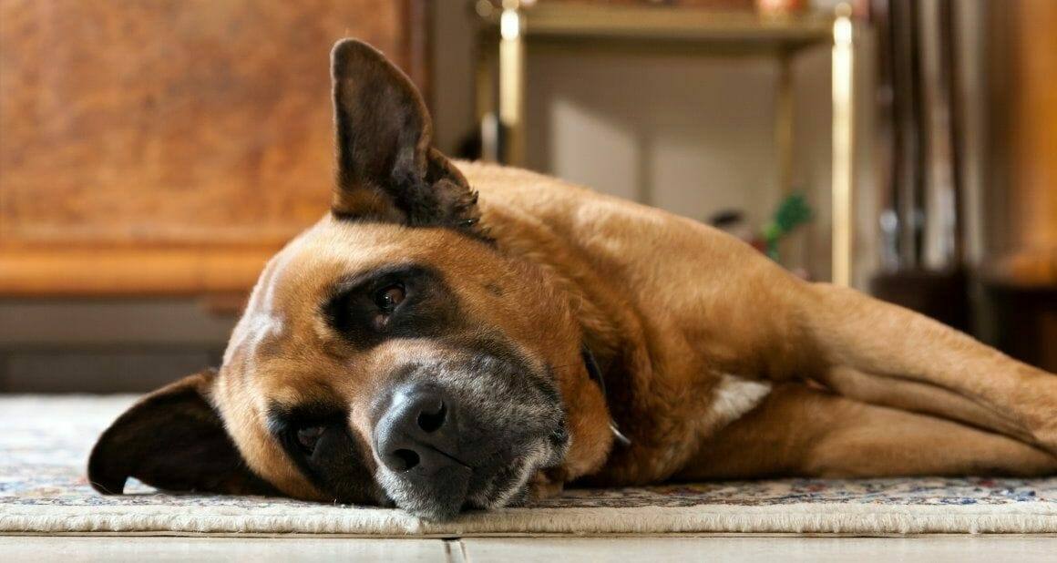 Demenz beim Hund: Neuronensterben im Gehirn|Alter Hund: Demenz|Alter Hund: Demenz erkennen und verstehen