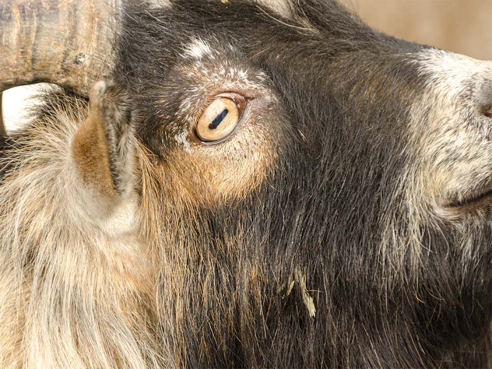 Tierpsychologie - eine Ausbildung für verschiedene Tierarten mit traditionsreicher Geschichte