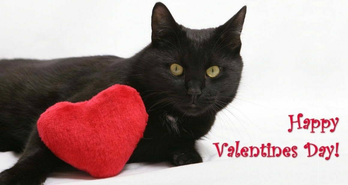 Ein Katzenminze Herz für Mieze|Schritt 1|Schritt 2|Schritt 4|Schritt 3|Ein Katzenminze Herz für Mieze|Katzenminze Herz für Mieze|Dozenten und Autoren ATN - Autorin Tina Krogull