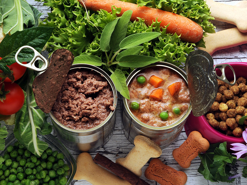 Ein kompetenter Ernährungsberater für Hunde und Katzen erstellt eine vielfältige und angepasste Ration aus frischen und verarbeiteten Nahrungsmitteln