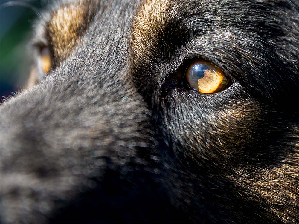 Das Hundeauge gibt Aufschluss über Emotionen und Gesundheit