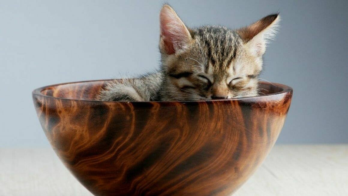Enrichment für Katzen mit Regalen|Regale für Katzen