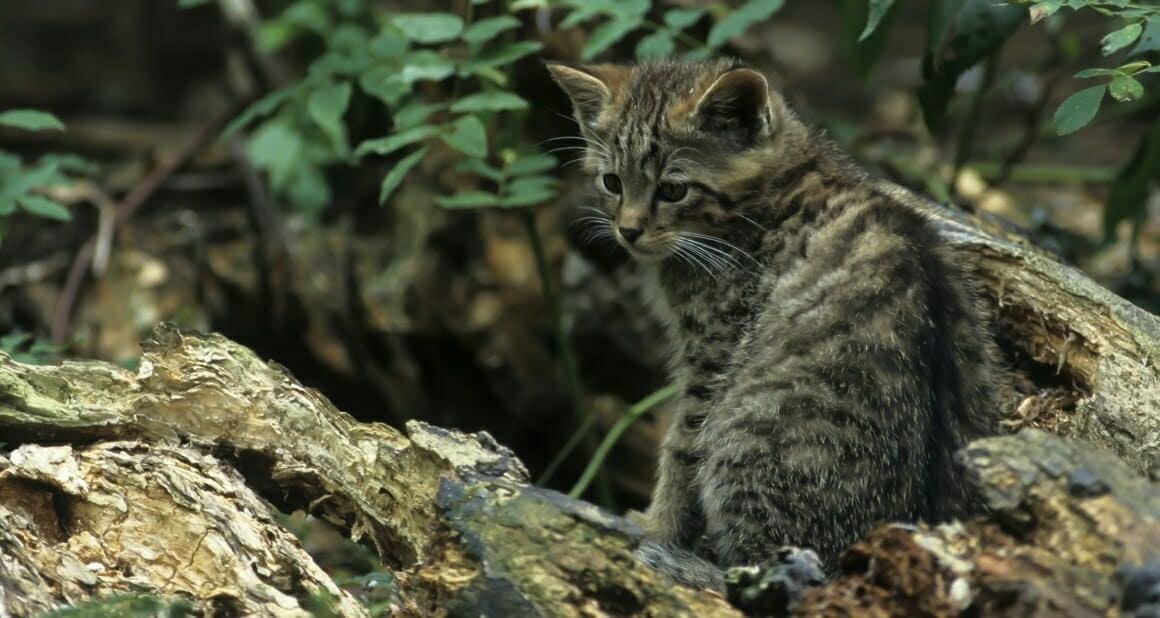Europäische Wildkatze oder Hauskatze? Reise-und Naturfoto|Die genetische Analyse bestätigte