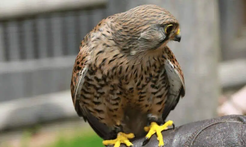 Der Falke