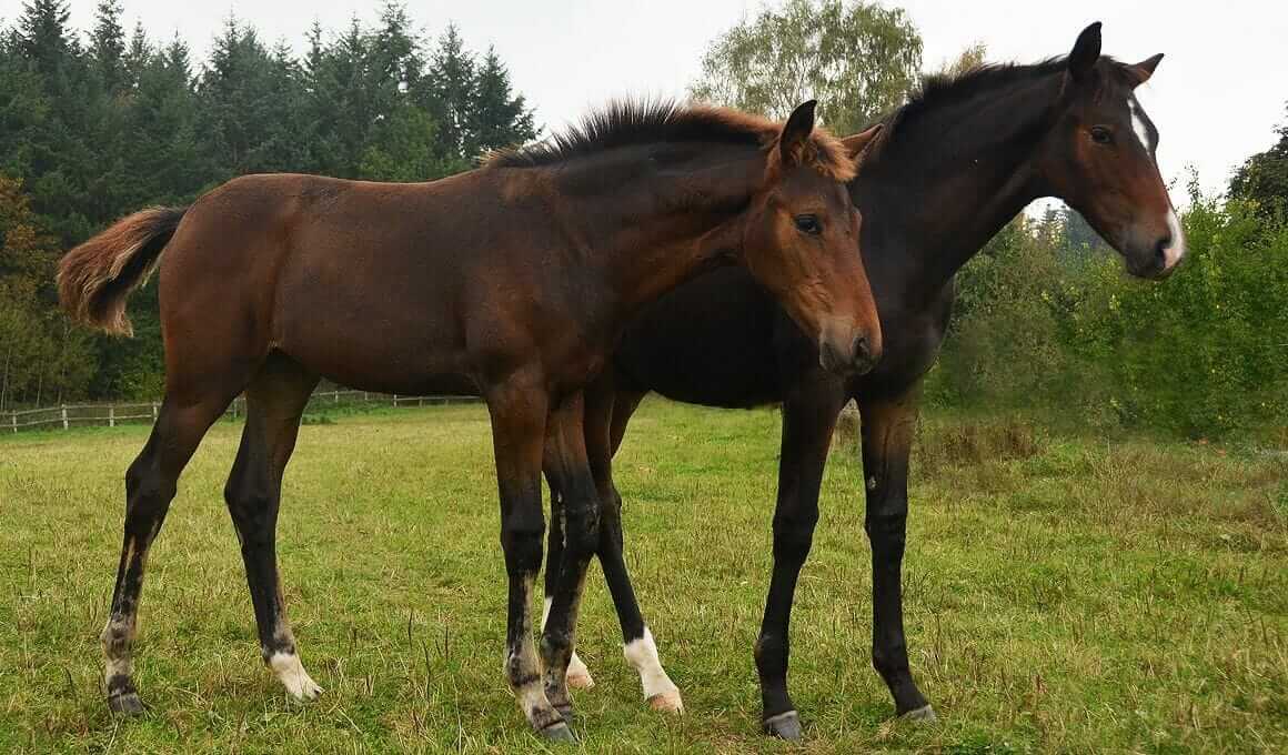 Fohlen richtig absetzen - Vorbereitung auf ein problemloses Reitpferdeleben|Mutterschutz endet bei Hauspferden|Seltene Zwillingsfohlen|Erwachsene Pferde|Zu frühes Absetzen kann Fohlen für das Leben traumatisieren|ohlen richtig absetzen|Fohlen richtig absetzen - Vorbereitung auf ein problemloses Reitpferdeleben