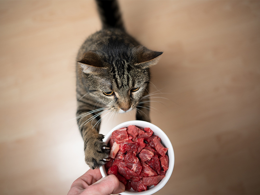 Eine Katze angelt mit der Pfote nach dem Futternapf mit ihrer täglichen BARF Ration