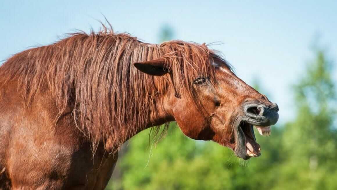 Gähnen beim Pferd bei Krankheit