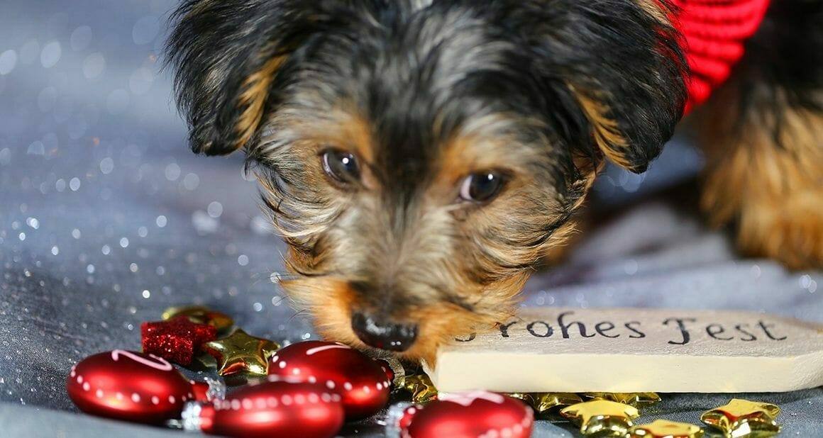 Gefahren unterm Weihnachtsbaum: Frohes Fest mit Hund und Co.|Dozenten und Autoren ATN - Autorin Nadine Liebert