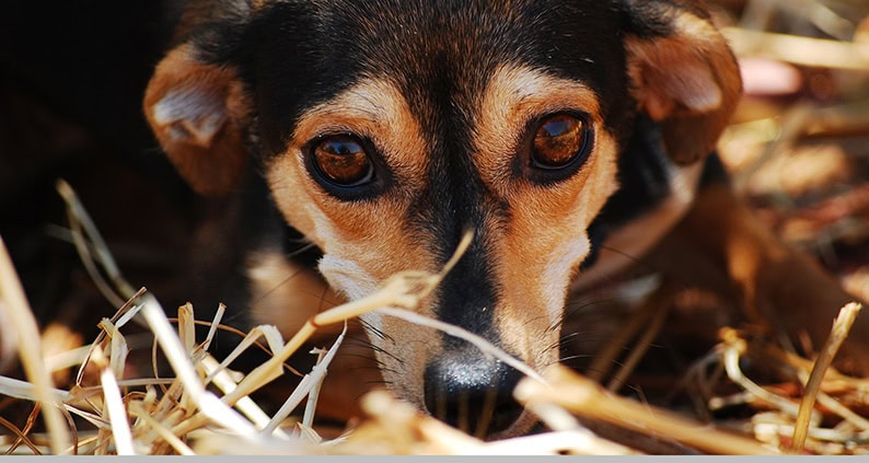 ATN Akademie Online Magazin - Geräuschangst kostet Lebensqualität. Braun Schwarzer Hund liegt verängstig in Heu.|ATN Akademie Online Magazin - Feuerwerkangst Tabelle für Hunde.|ATN Akademie Online Magazin - Geräuschangst Angstauslöser Feuerwerk. Schwarzer Hunde Kopf und im Hintergrund sieht man Feuerwerk.|ATN Akademie Online Magazin - Ein Brauner und ein grauer Hund liegen in einem Bett und es sieht aus als wen sie schlafen.|Hund liegt auf einer Couch unter einer Decke