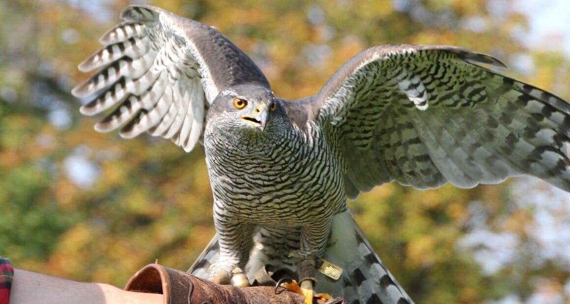 ATN-Best Practice: Der Einsatz von Greifvögeln in der Tiergestützten Arbeit|Ein Habicht auf der Hand|Bartkauz im Anflug|Ein Bartkauz aus der Nähe|Bartkauz im Tiefflug|Der Harris-Hawk vor einem Lautsprecher|Der charmante Rabe|Der Rabe in Aktion|Der Falke|Der Uhu