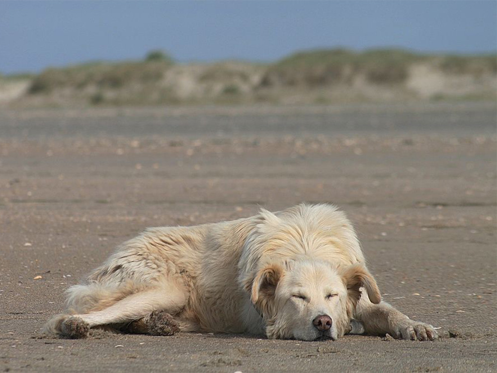 Das Gehirn verarbeitet Gelerntes im Schlaf, egal ob als Hund oder während der Tierpsychologie Ausbildung