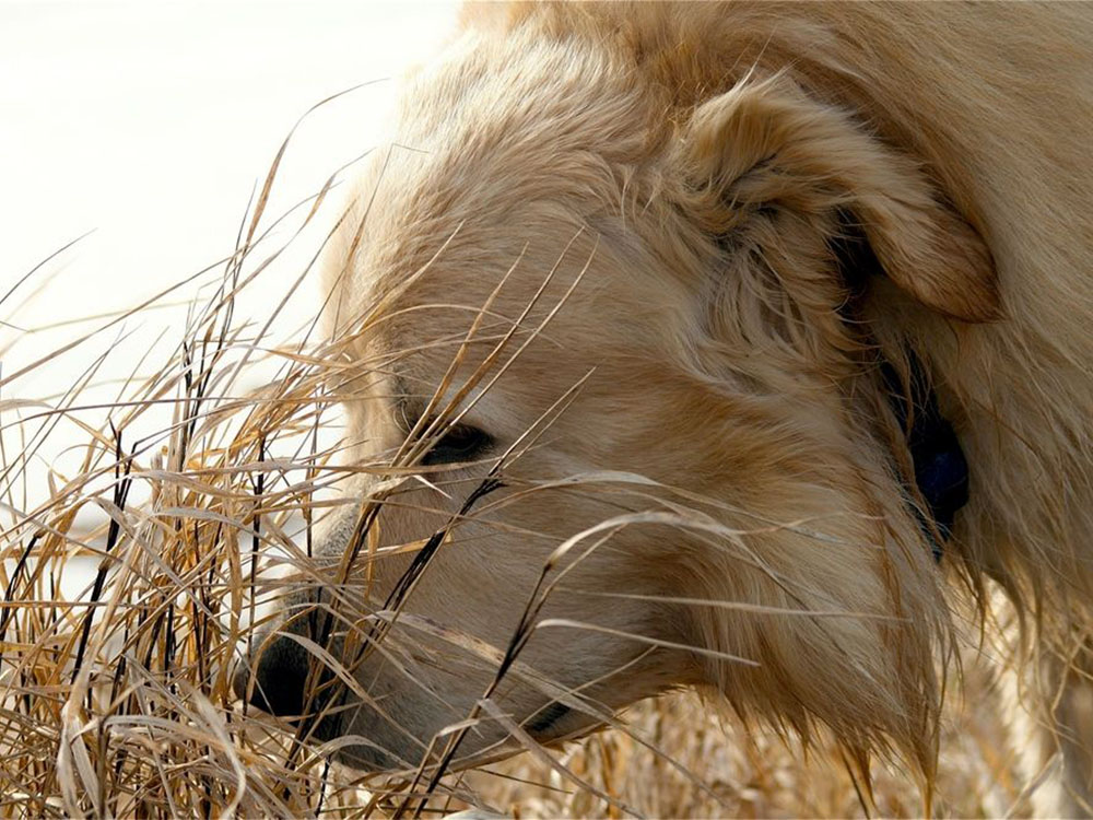 Zum artgerechten Umgang mit einem Hund gehört das Wissen um den außergewöhnlichen Geruchssinn