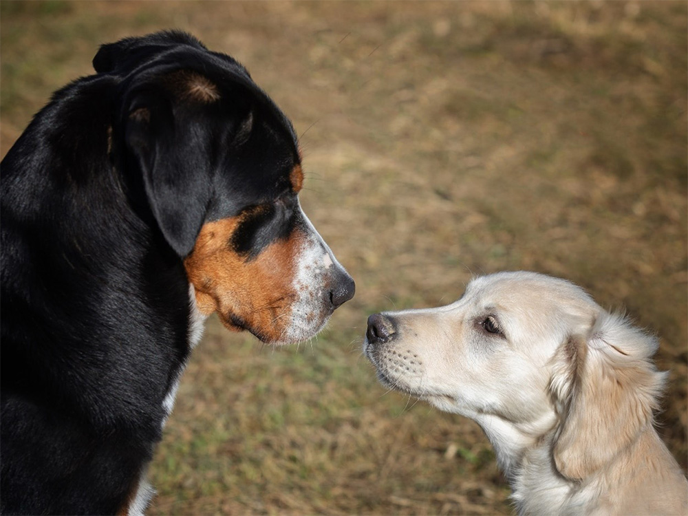 Wissen aus der Tierpsychologie Ausbildung ändert auch den Blick auf die Kontaktaufnahme zwischen zwei Hunden