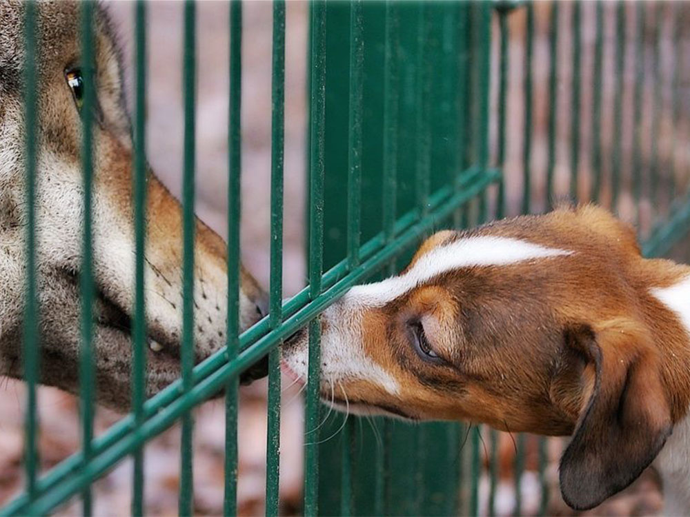 Zwei Hunde nehmen durch einen Metallzaun Kontakt auf