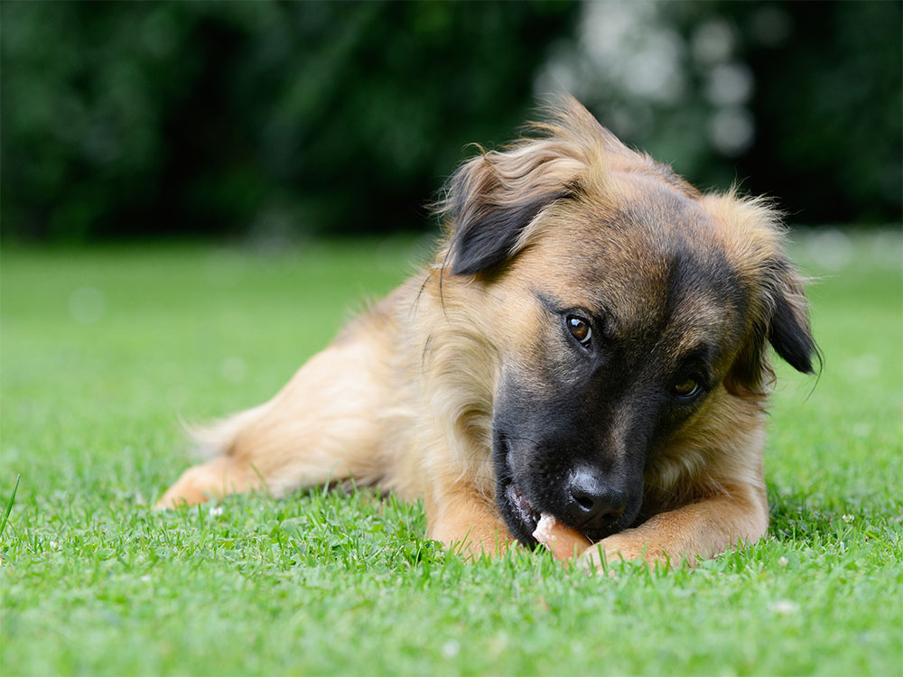 Ein Würstchen ist für diesen Hund eine Abwechslung in der Futterration